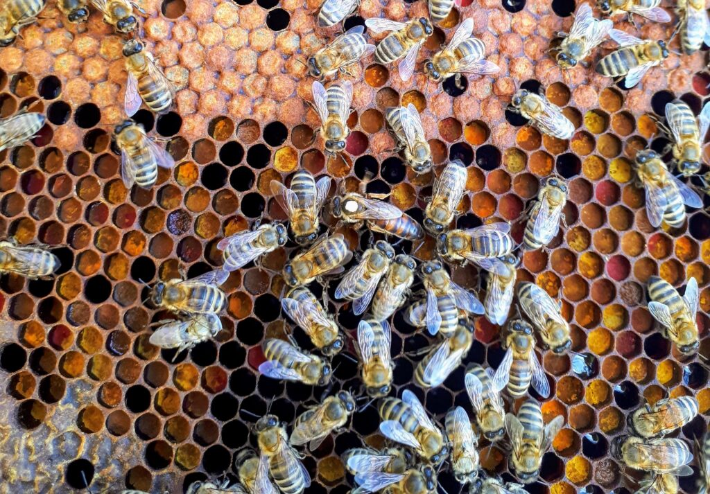 A Queen bee, marked by the white dot, surrounded by her workers, Photo by Boba Jaglicic on Unsplash