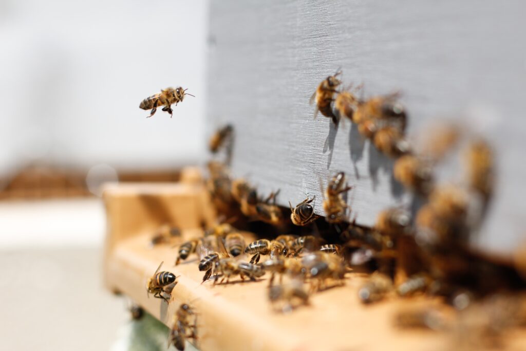 Bee workers bringing back pollen to make honey.