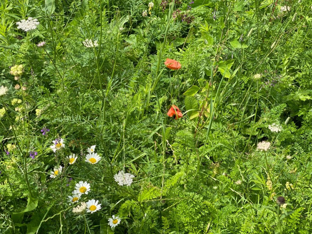 City of London Wild Flower Meadow Sherry Watson