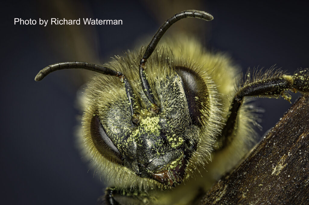 The pollenator by RIchard Waterman
