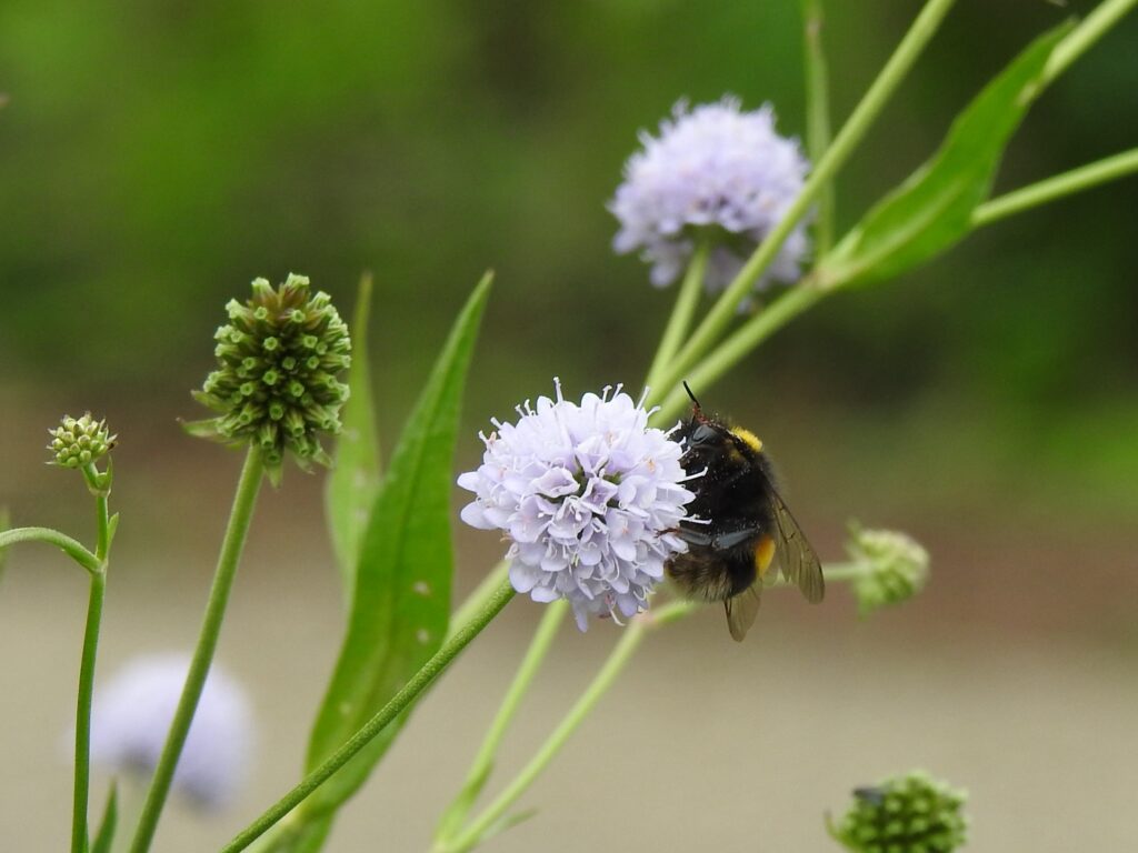 Bumblebee gathering pollen.