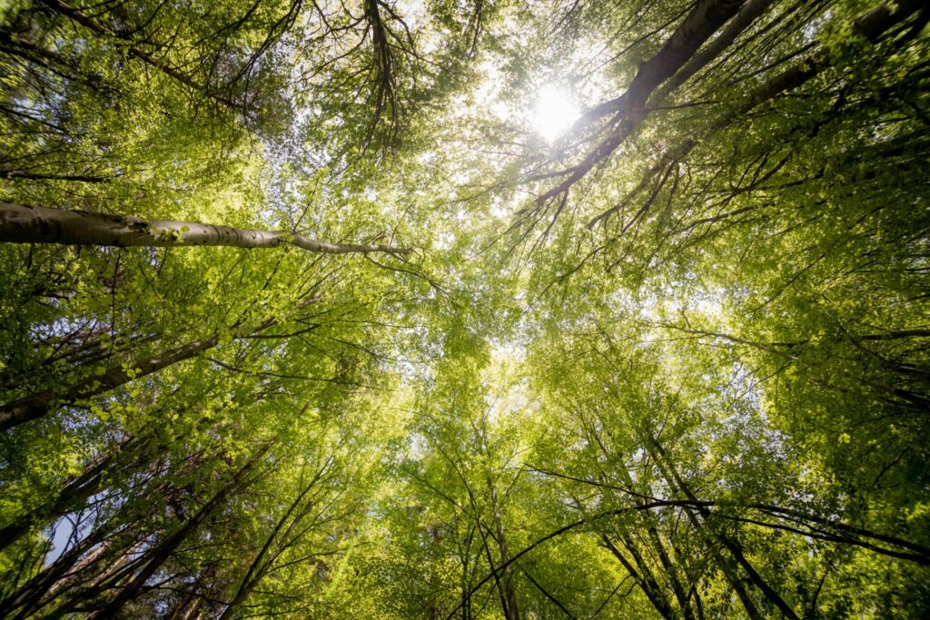 Looking up through the tree canopy
