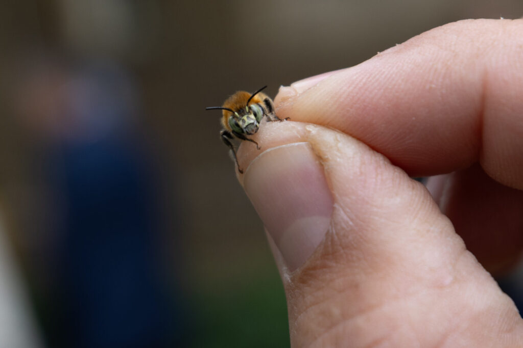 Pollinator Counts person holding a bee in their hand.