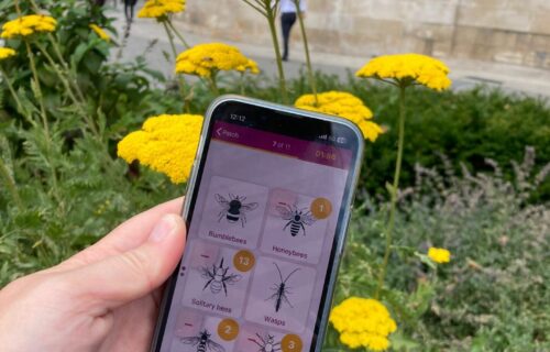 Annual Pollinator Count