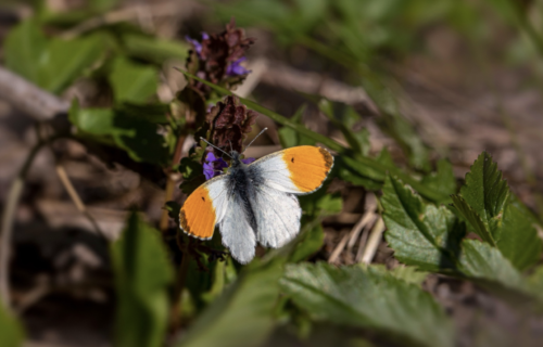 Butterfly