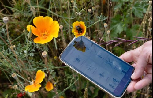 FIT App with Bee