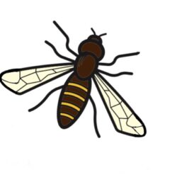 Hoverfly Artwork