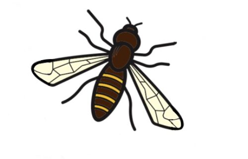 Hoverfly Artwork