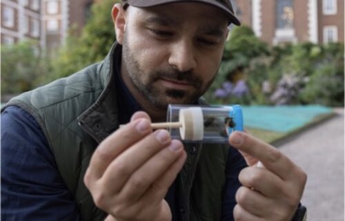 Pollinator being examined by researcher