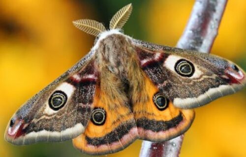 Moth