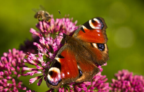 Peacock Pexels