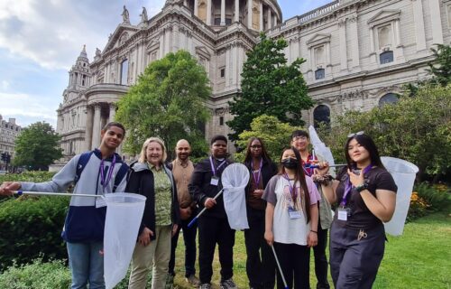 Corporate Pollinator Monitoring at St Paul's