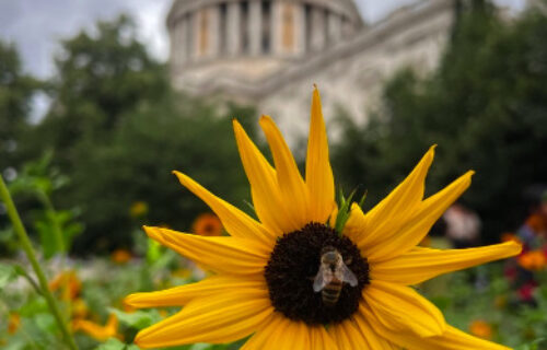 A honeybee recorded during the 2025 PLT Annual Pollinator Count.
