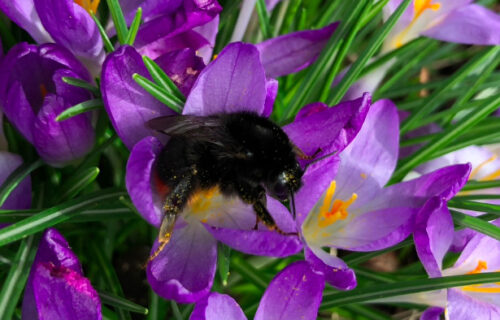 Red-tailed bumblebee queen on crocus.