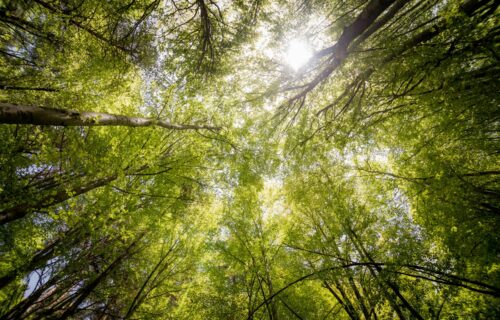 Looking up through the tree canopy